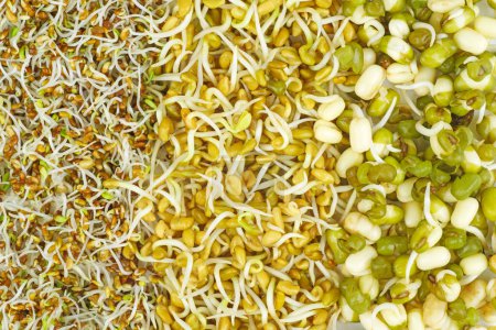Photo for Food background:germinated seeds of alfalfa,fenugreek and mung bean. - Royalty Free Image