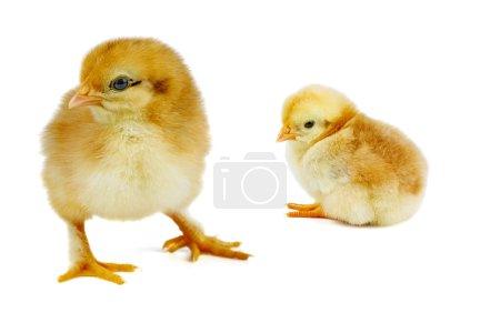 Foto de Dos pequeños pollos de color amarillo-marrón aislados sobre fondo blanco - Imagen libre de derechos