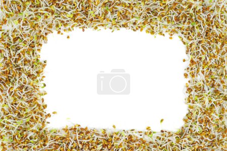 Foto de Germinó semillas de alfalfa. Una trampa. Aislado sobre fondo blanco - Imagen libre de derechos