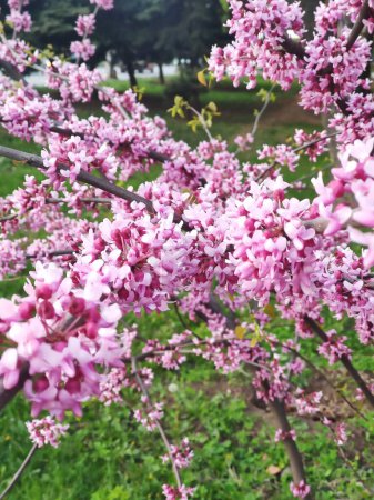 Floraison Cercis chinensis avondale, bourgeon rouge chinois
