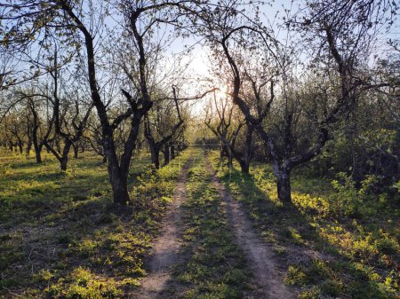 Téléchargez les photos : Forêt incroyable avec lever de soleil éclatant à travers les arbres, printemps paysage naturel frais - en image libre de droit