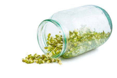 Sprouted mung bean in a glass jar on a white background