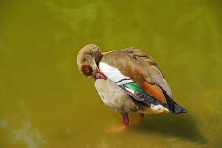 Single egyptian goose in the lake.