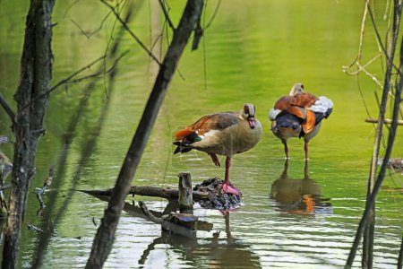 Two egyptian geese.natural background 