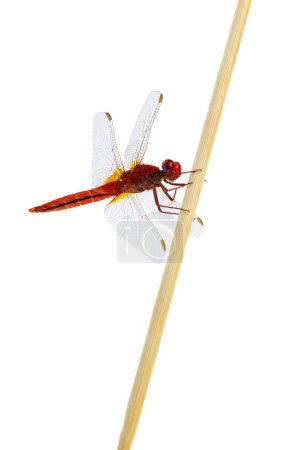 Dragonfly sitting on the wooden stick isolated on a white background