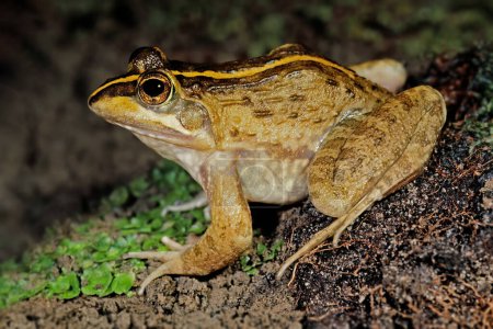 A Cape river frog (Amietia fuscigula) in natural habitat, South Africa