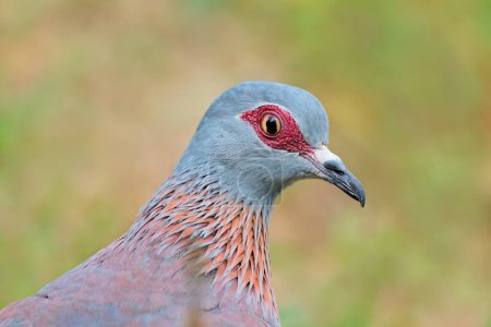 Téléchargez les photos : Gros plan d'un pigeon des rochers (Columba guinea), Afrique du Sud - en image libre de droit