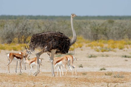 Female ostrich (Struthio camelus) with springbok antelopes, Etosha National Park, Namibia