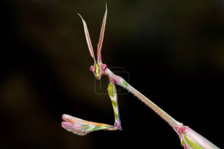 Photo for Close-up portrait of a cone-headed mantid on black, South Africa - Royalty Free Image