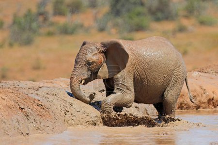 Photo for An African elephant (Loxodonta africana) playing in a muddy waterhole, Addo Elephant National Park, South Africa - Royalty Free Image