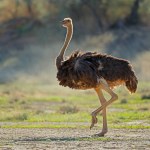 Female ostrich (Struthio camelus) in natural habitat, Kalahari desert, South Africa
