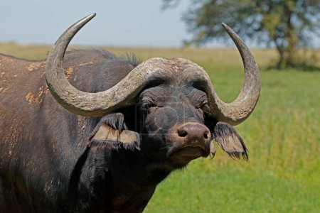 Foto de Retrato de un búfalo africano o del Cabo (Syncerus caffer), Sudáfrica - Imagen libre de derechos