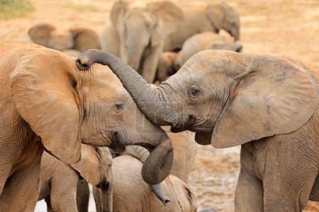 Foto de Interaction between two African elephants (Loxodonta africana), Addo Elephant National Park, South Africa - Imagen libre de derechos