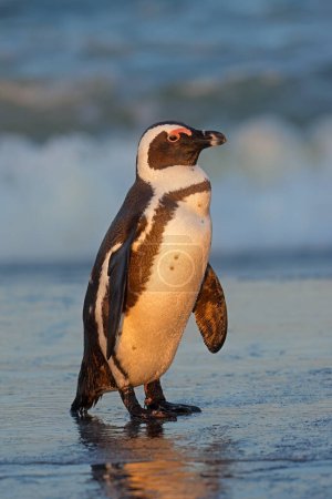 Foto de An African penguin (Spheniscus demersus) standing on the beach, South Africa - Imagen libre de derechos