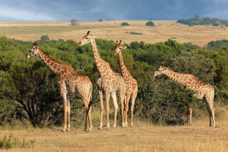 Téléchargez les photos : Family of giraffes (Giraffa camelopardalis) in natural habitat, South Africa - en image libre de droit