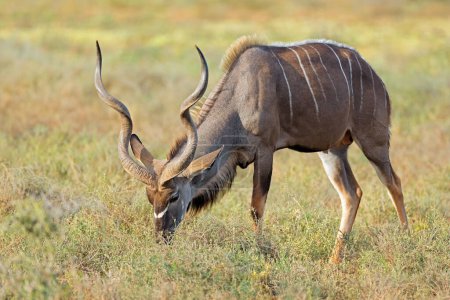 Photo for Male kudu antelope (Tragelaphus strepsiceros) feeding in natural habitat, Addo Elephant National Park, South Africa - Royalty Free Image