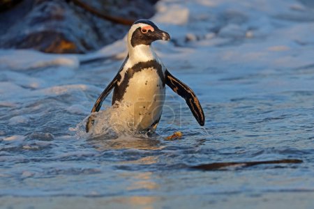 Foto de An African penguin (Spheniscus demersus) in shallow coastal water, South Africa - Imagen libre de derechos