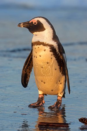 Téléchargez les photos : An African penguin (Spheniscus demersus) standing on the beach, South Africa - en image libre de droit