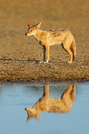 Téléchargez les photos : A black-backed jackal (Canis mesomelas) at a waterhole with reflection, Kalahari desert, South Africa - en image libre de droit