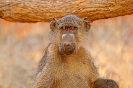Téléchargez les photos : Chacma babouin (Papio hamadryas ursinus) portrait, Parc national Kruger, Afrique du Sud - en image libre de droit