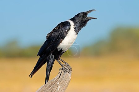 Foto de A pied crow (Corvus albus) perched on a branch, Etosha National Park, Namibia - Imagen libre de derechos