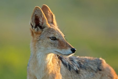 Photo for Portrait of a black-backed jackal (Canis mesomelas) in early morning light, Kalahari desert, South Africa - Royalty Free Image