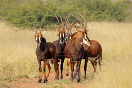 Foto de A group of sable antelopes (Hippotragus niger) in natural habitat, South Africa - Imagen libre de derechos