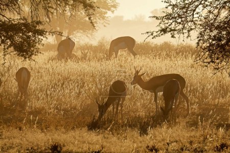 Téléchargez les photos : Antilopes de Springbok (Antidorcas marsupialis) au lever du soleil, désert du Kalahari, Afrique du Sud - en image libre de droit