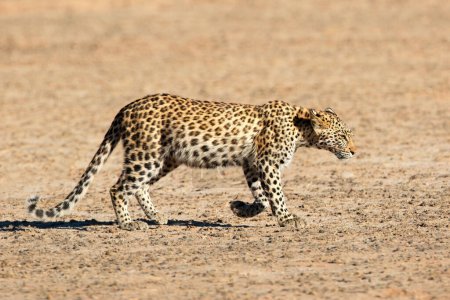 Foto de A young leopard (Panthera pardus) walking, Kalahari desert, South Africa - Imagen libre de derechos