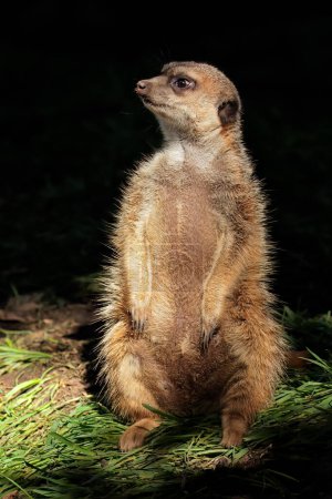 Téléchargez les photos : An alert meerkat (Suricata suricatta) sitting upright, South Africa - en image libre de droit