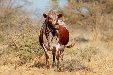 Foto de A free-range Sanga cow - indigenous cattle breed of northern Namibia, southern Africa - Imagen libre de derechos