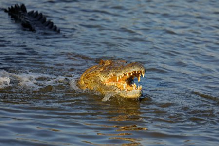 Téléchargez les photos : Large Nile crocodile (Crocodylus niloticus) with open jaws in water, Kruger National Park, South Africa - en image libre de droit