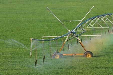 Téléchargez les photos : Water sprinklers of a center pivot irrigation system on lush green crops - en image libre de droit