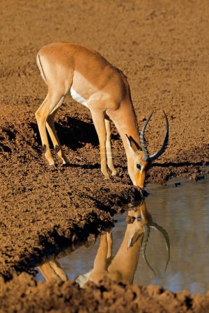 Photo for Male impala antelope (Aepyceros melampus) drinking at a waterhole, Mokala National Park, South Africa - Royalty Free Image