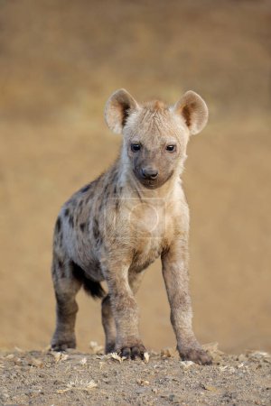 Téléchargez les photos : A young spotted hyena (Crocuta crocuta), Kruger National Park, South Africa - en image libre de droit