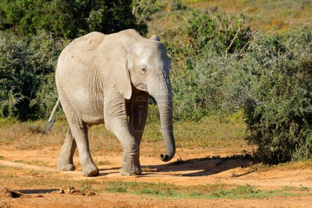 Téléchargez les photos : Un éléphant d'Afrique (Loxodonta africana) marchant dans un habitat naturel, parc national de l'éléphant d'Addo, Afrique du Sud - en image libre de droit