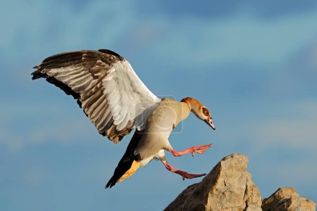 Téléchargez les photos : Une oie égyptienne (Alopochen aegyptiacus) atterrissant sur un rocher, Afrique du Sud - en image libre de droit