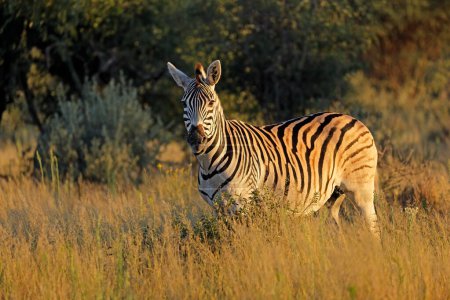 Photo for A plains zebra (Equus burchelli) in natural habitat, Mokala National Park, South Africa - Royalty Free Image