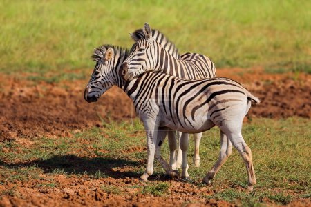 Foto de Two plains zebras (Equus burchelli) in natural habitat, Mokala National Park, South Africa - Imagen libre de derechos