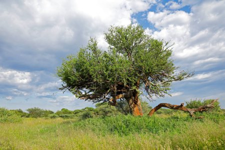 Foto de African shepherds tree (Boscia albitrunca) in grassland against a cloudy sky, South Africa - Imagen libre de derechos