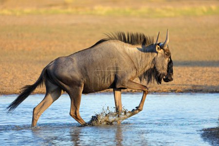 Téléchargez les photos : A blue wildebeest (Connochaetes taurinus) walking in water, Kalahari desert, South Africa - en image libre de droit