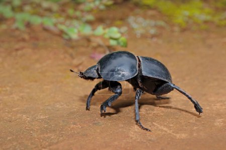 Téléchargez les photos : Un rare scarabée des fumiers (Circellium bacchus), parc national de l'éléphant Addo, Afrique du Sud - en image libre de droit