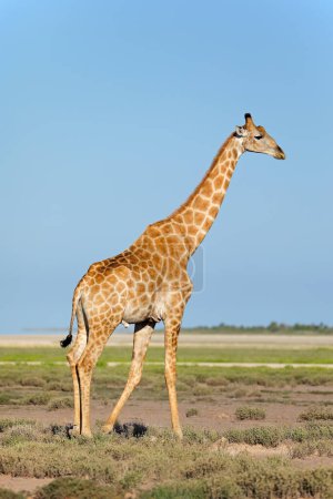 Téléchargez les photos : Une girafe (Giraffa camelopardalis) dans les plaines du parc national d'Etosha, Namibie - en image libre de droit