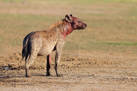 Foto de A blood covered spotted hyena (Crocuta crocuta) after feeding, Kalahari desert, South Africa - Imagen libre de derechos