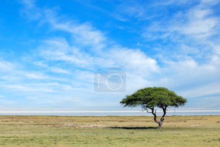 Foto de Árbol contra un cielo azul con nubes en las llanuras abiertas del Parque Nacional Etosha, Namibia - Imagen libre de derechos