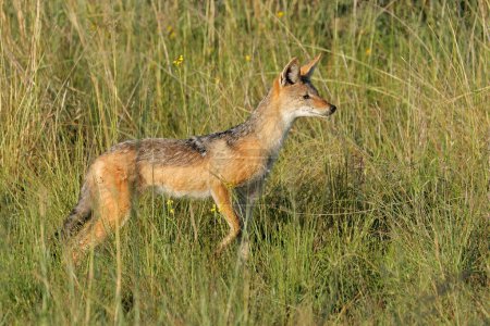 Téléchargez les photos : Alerte chacal à dos noir (Canis mesomelas) debout dans les prairies, Afrique du Sud - en image libre de droit