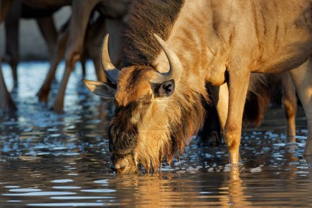 Téléchargez les photos : Portrait of a blue wildebeest (Connochaetes taurinus) drinking water, Kalahari desert, South Africa - en image libre de droit