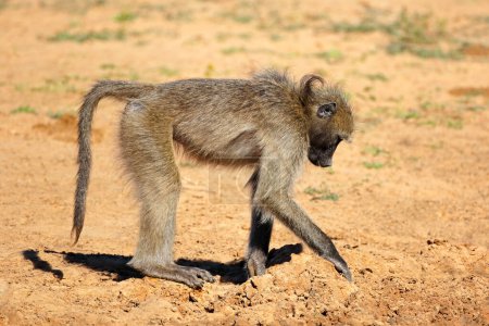 Téléchargez les photos : A chacma baboon (Papio ursinus) foraging, Mkuze game reserve, South Africa - en image libre de droit