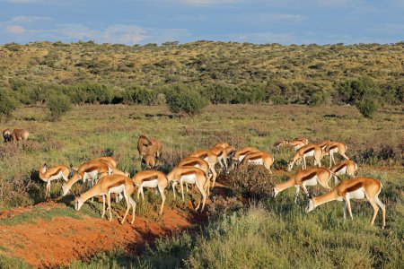 Téléchargez les photos : Troupeau d'antilopes de Springbok (Antidorcas marsupialis) dans un habitat naturel, Parc national de Mokala, Afrique du Sud - en image libre de droit