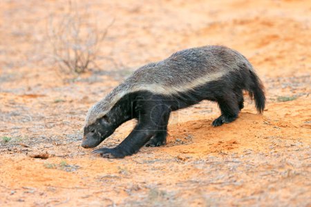 Foto de A honey badger (Mellivora capensis) in natural habitat, Kalahari desert, South Africa - Imagen libre de derechos